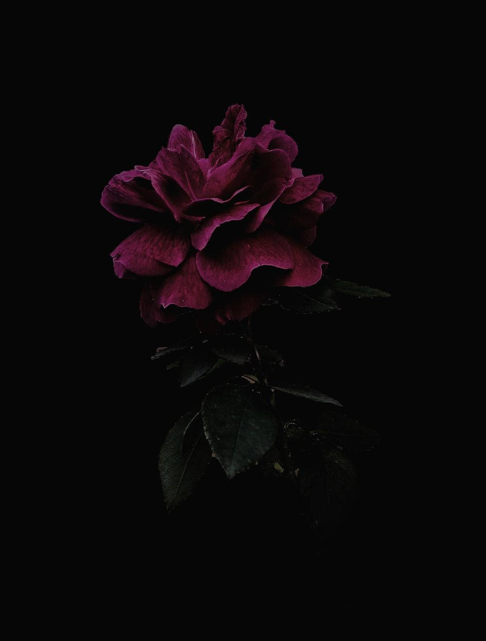 Lurking Dark Hd Flowers Phone Wallpaper