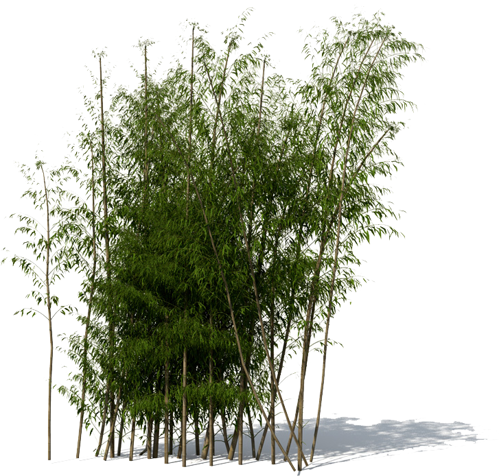 Lush Bamboo Grove Isolated PNG