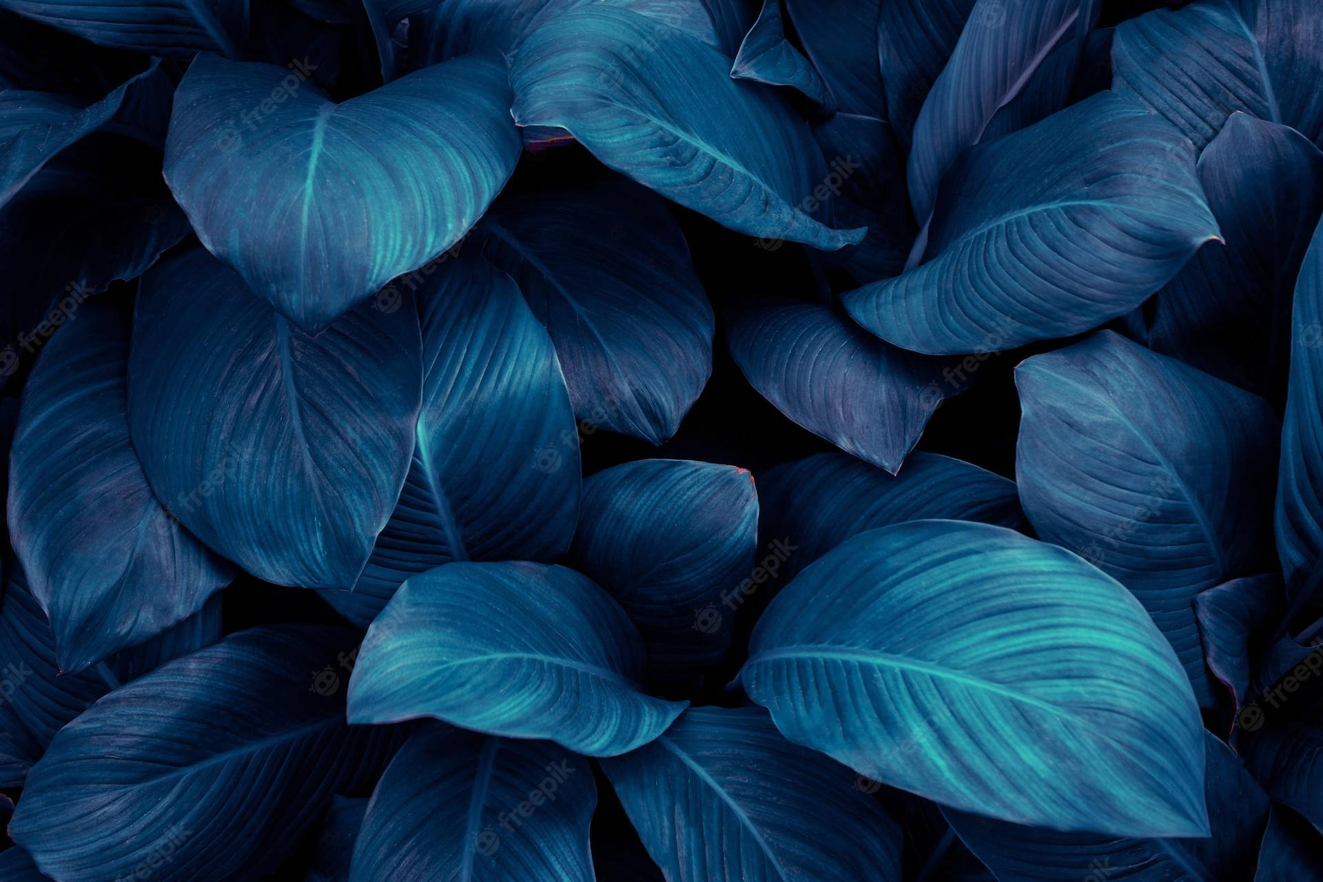 Lækre blågrønne blade skaber en rolig baggrund Wallpaper