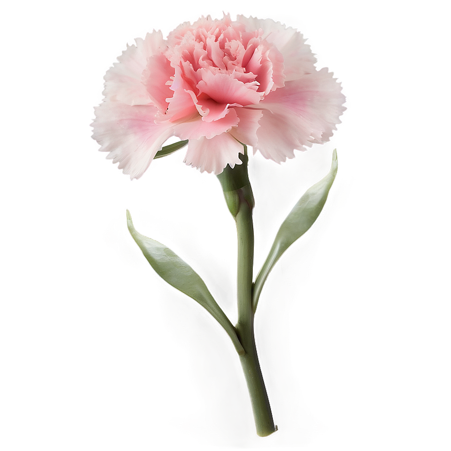 Lush Carnation Png Grg84 PNG