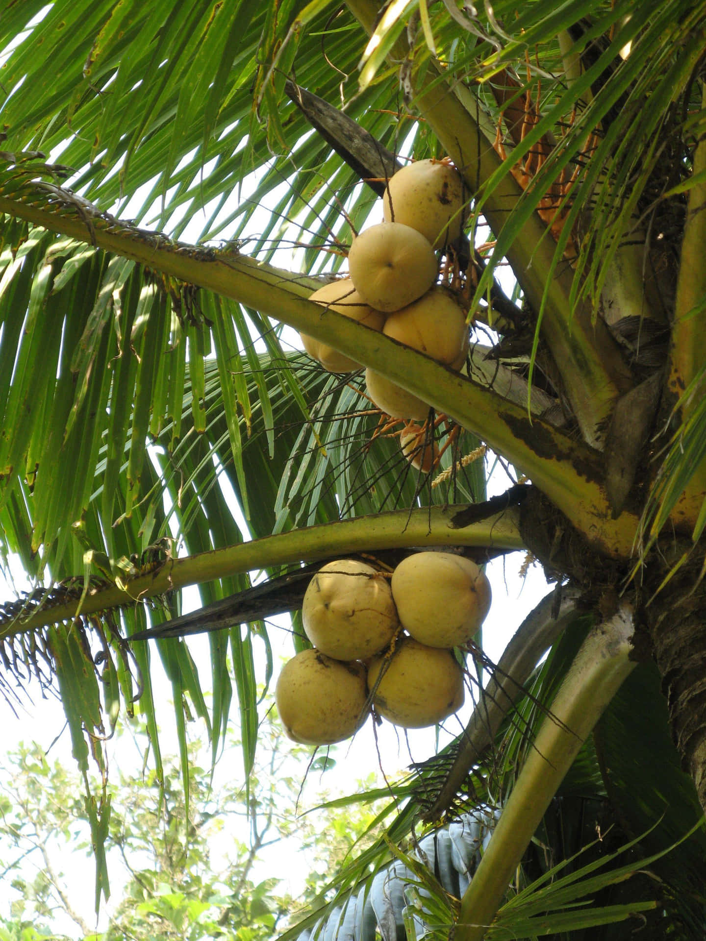 Lush Coconut Oasis