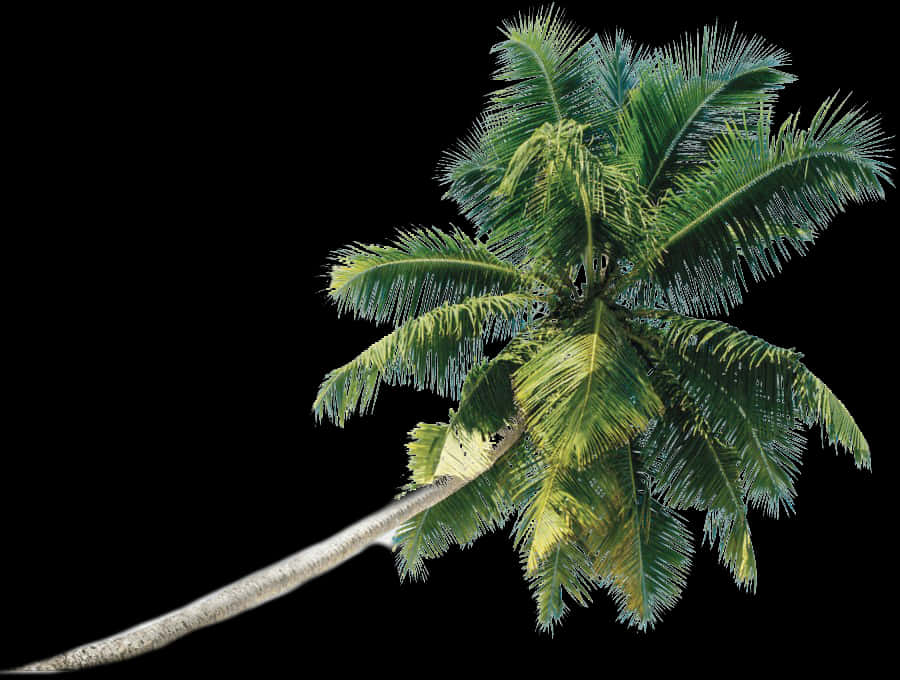 Lush Coconut Tree Isolatedon Black PNG