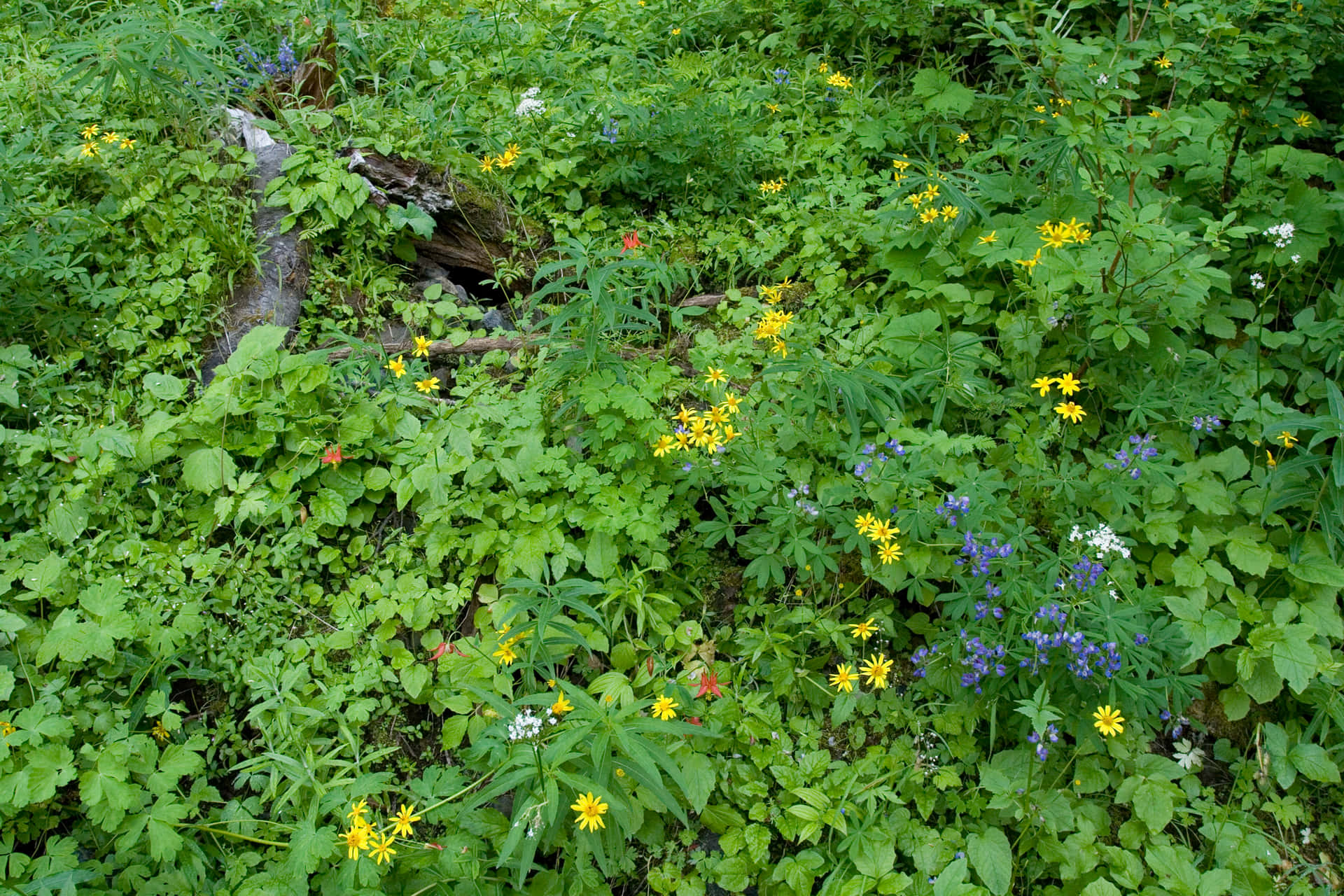 Lush Forest Floor Floral Texture Wallpaper