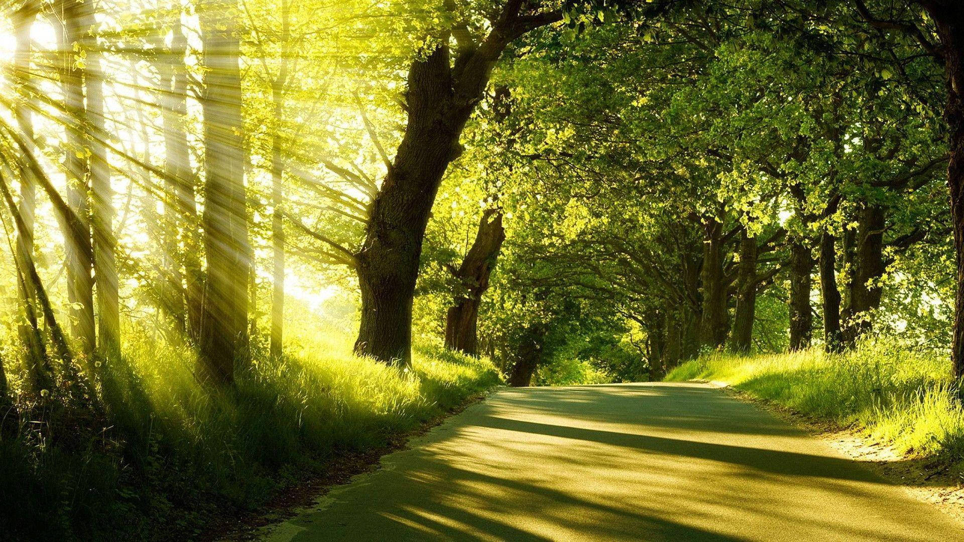 Lush Forest Road Wallpaper