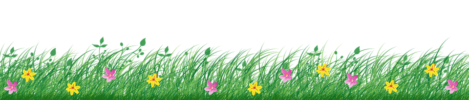Lush Grass Borderwith Flowers PNG