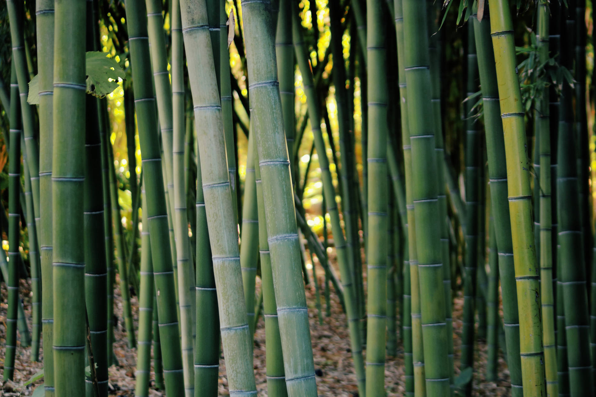 Lush Green Bamboo Hd Wallpaper