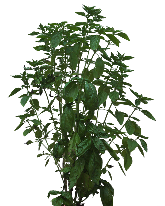 Lush Green Basil Plant PNG