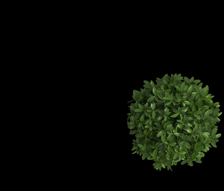 Lush Green Bush Black Background PNG