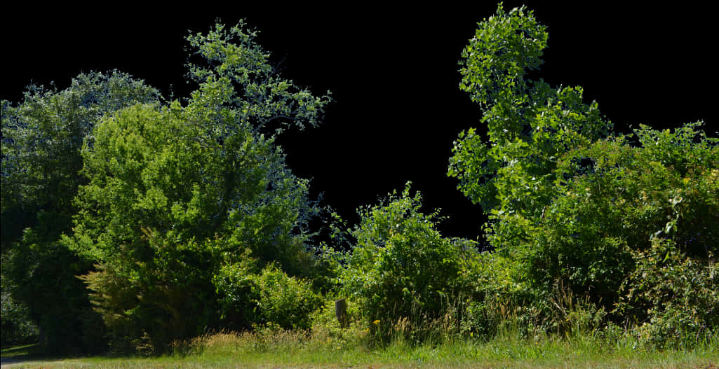 Lush Green Bushes Black Background PNG