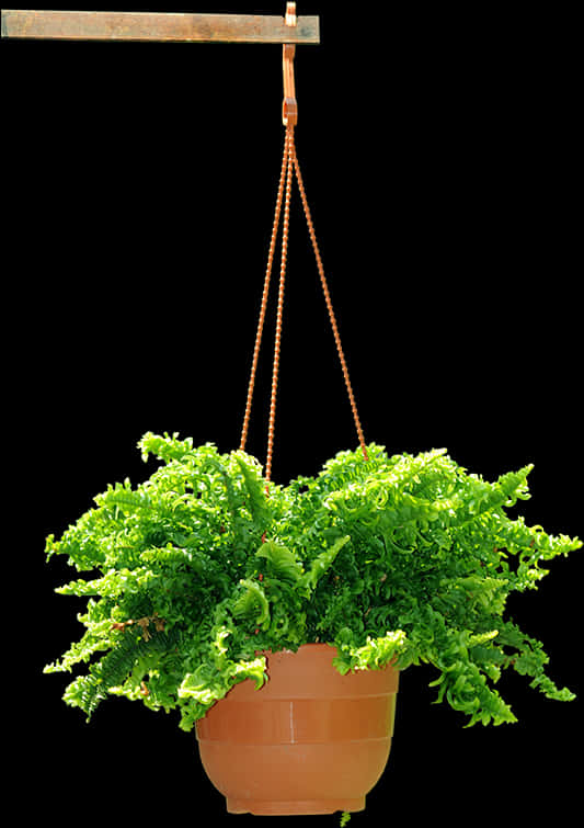 Lush Green Fern Hanging Planter PNG