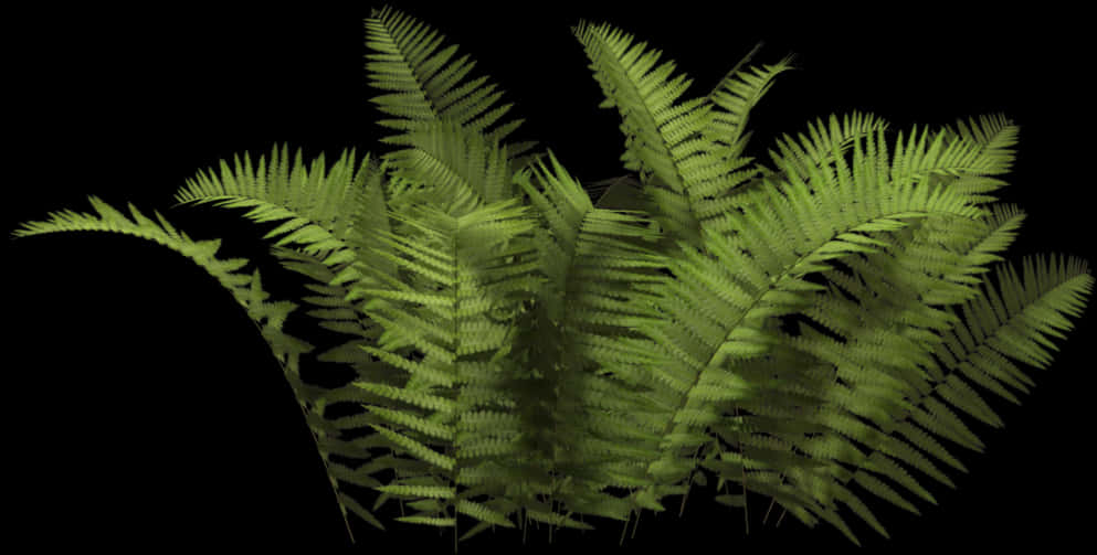 Lush Green Ferns Black Background PNG