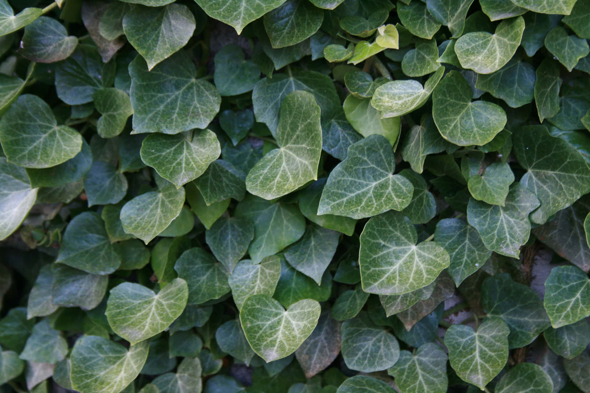 Lush Green Foliage Texture Wallpaper