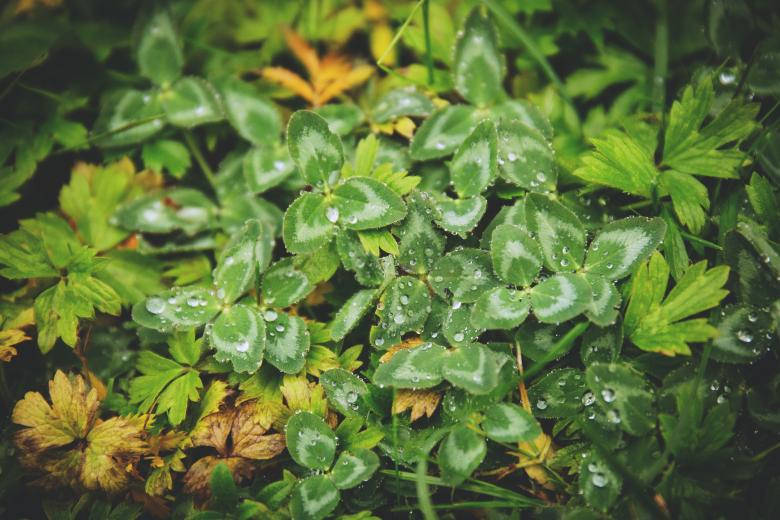 Lush Green Foliage - The Soul Of Nature Wallpaper