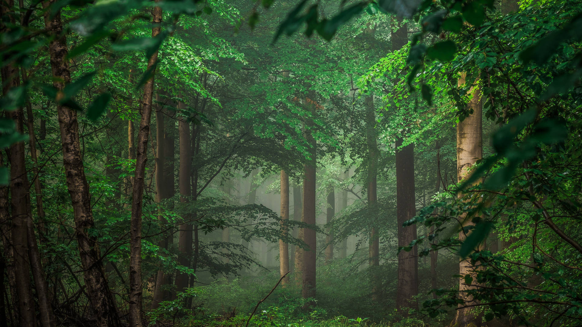 Lush Green Forest Picture