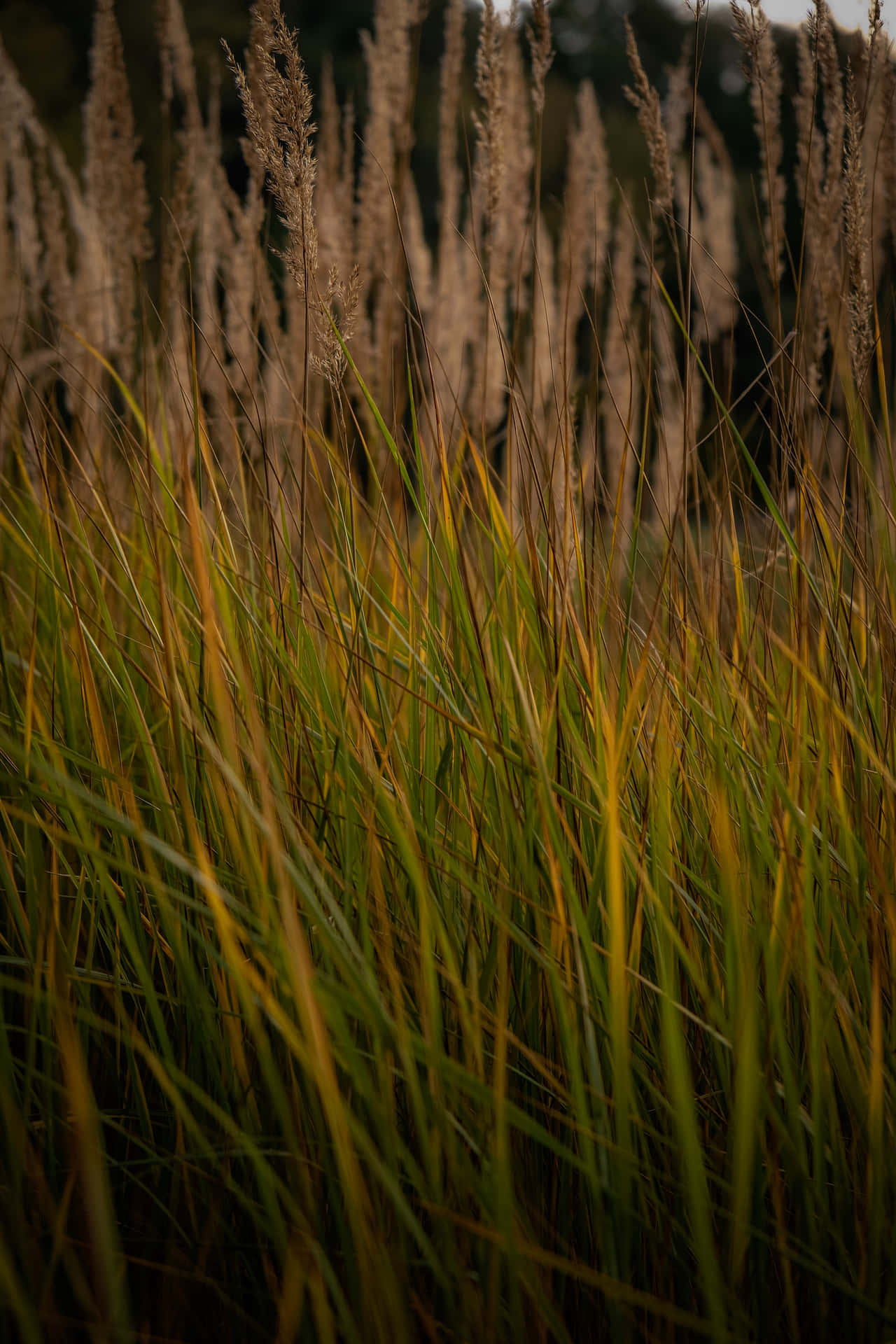 Lush Green Grass Background