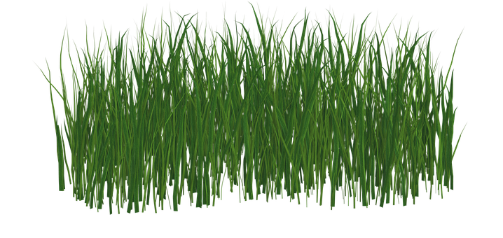 Lush Green Grass Texture PNG