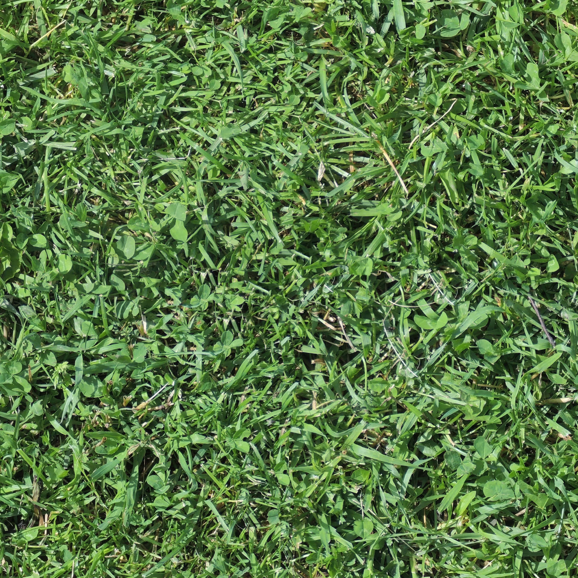 Lush Green Grass Texture Wallpaper