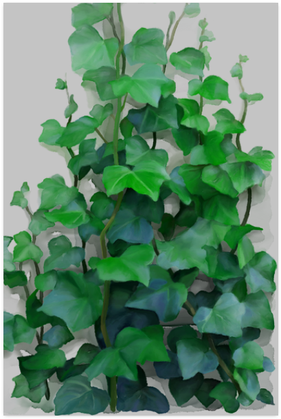 Lush Green Indoor Vine PNG