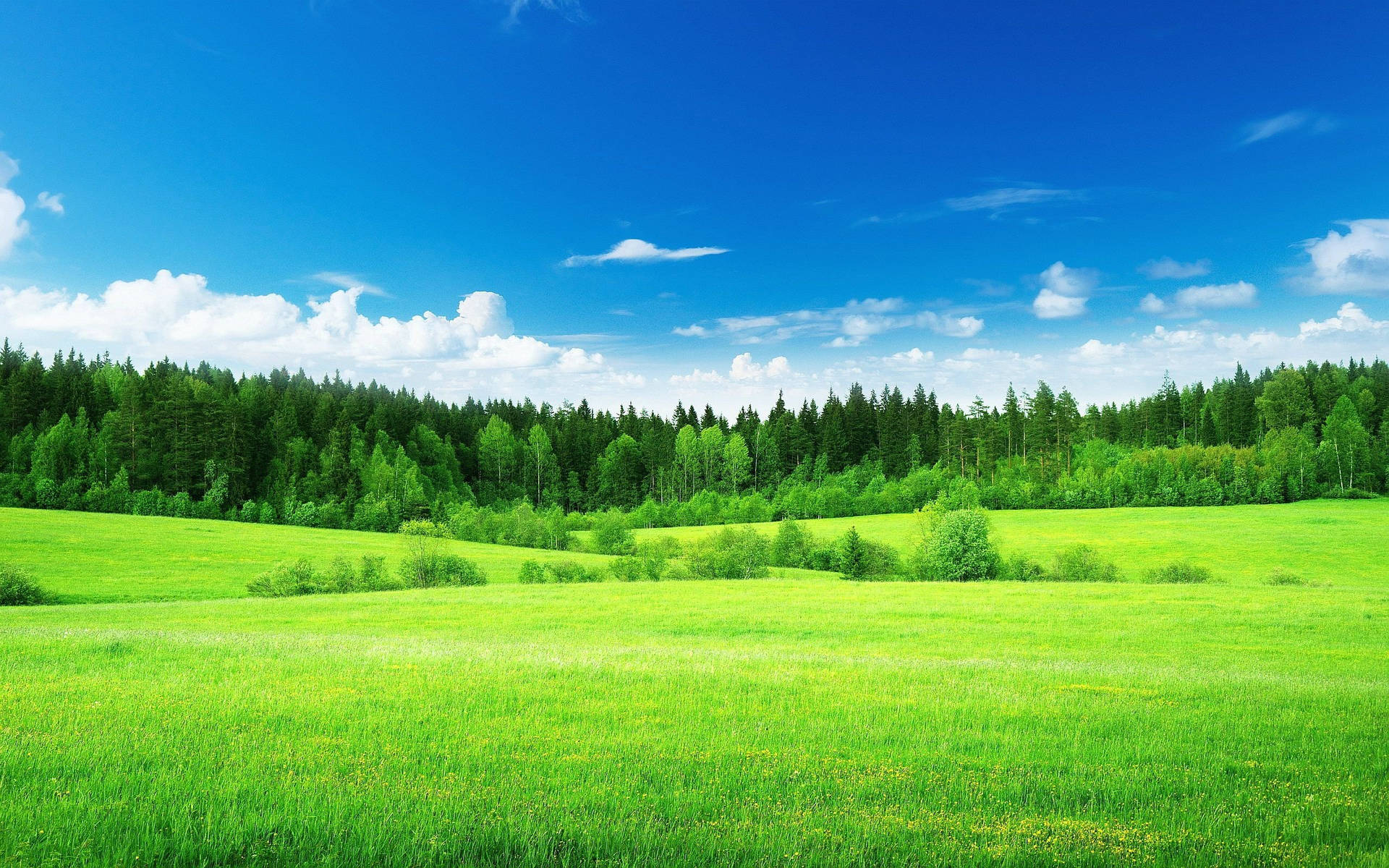 Lush Green Landscape Wallpaper