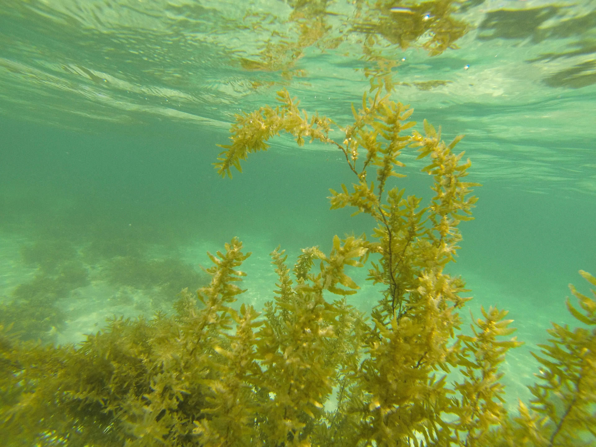 Lush Green Macroalgae Seaweed Underwater Plant Wallpaper