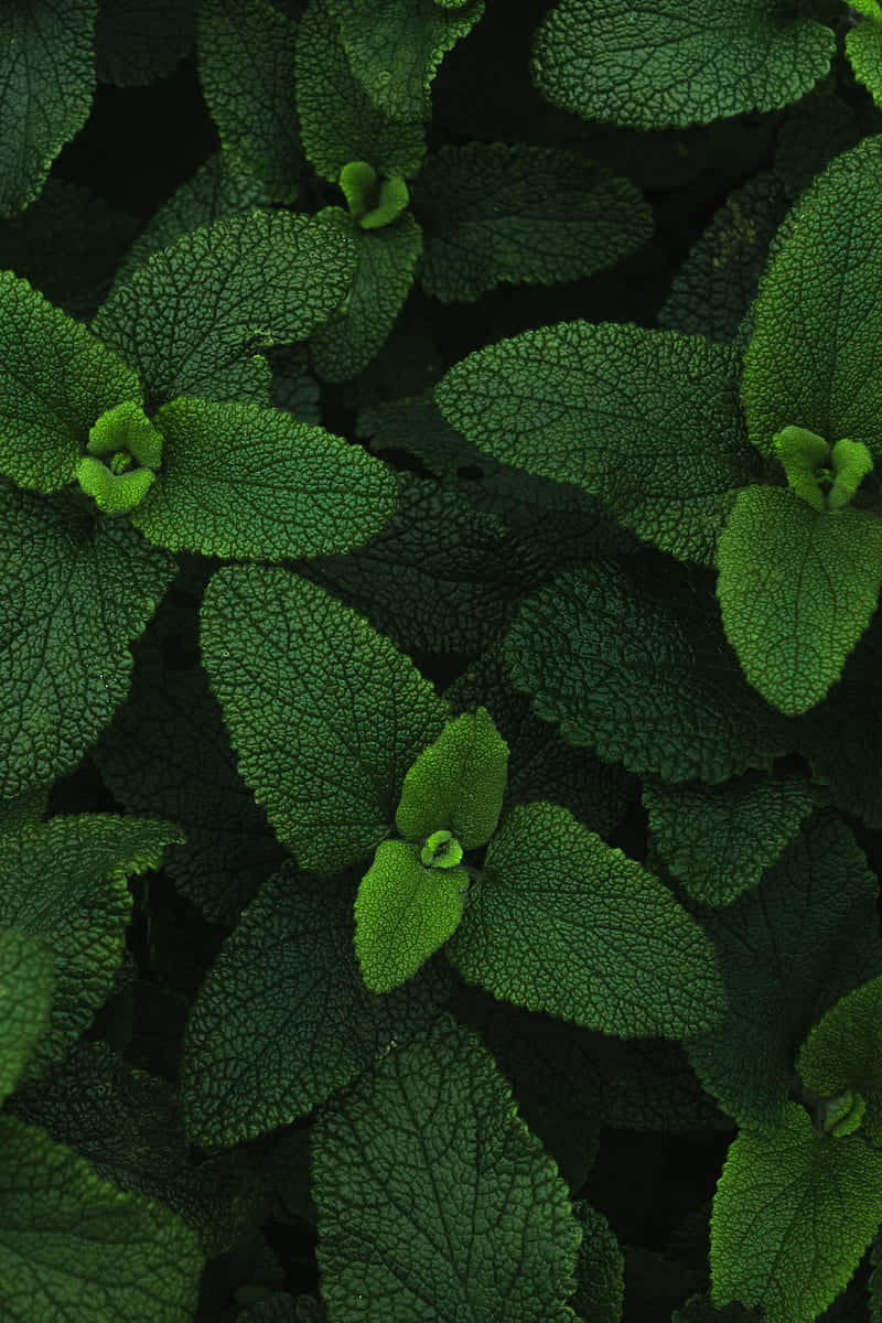 Lush Green Mint Leaves Texture Wallpaper