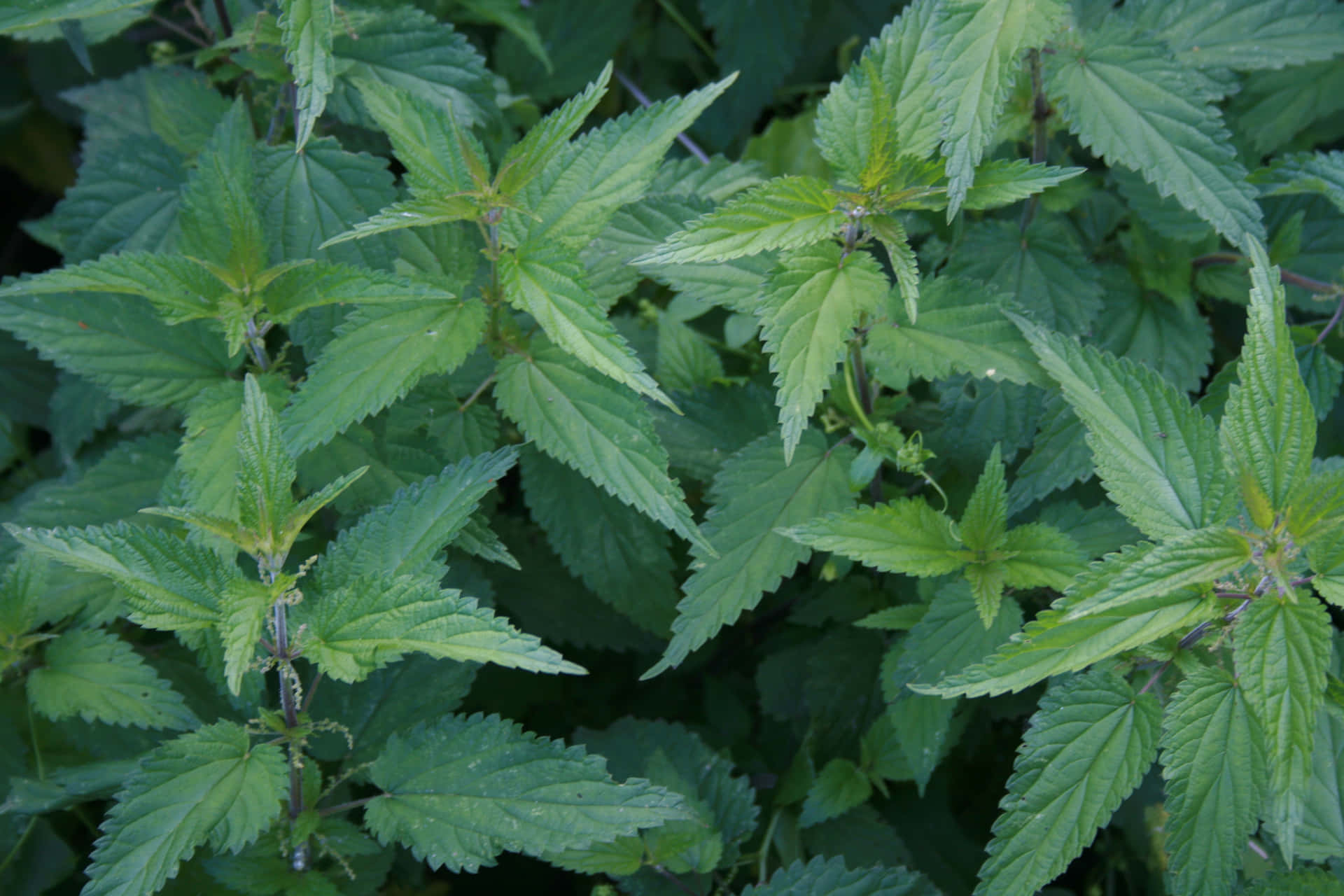 Lush_ Green_ Nettle_ Texture Wallpaper