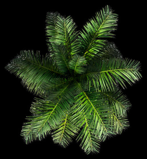 Lush Green Palm Fronds Top View PNG