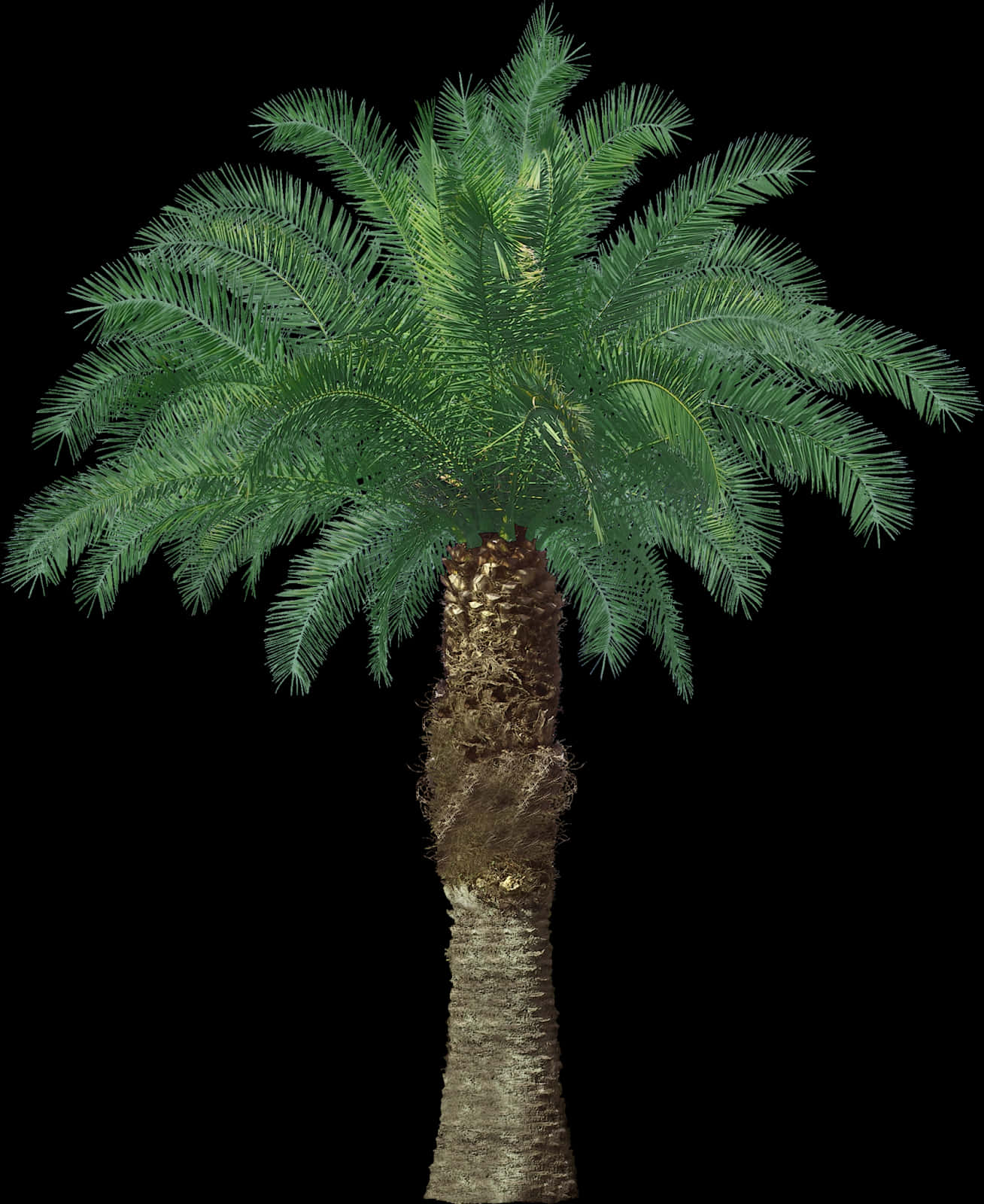 Lush Green Palm Tree Against Night Sky PNG