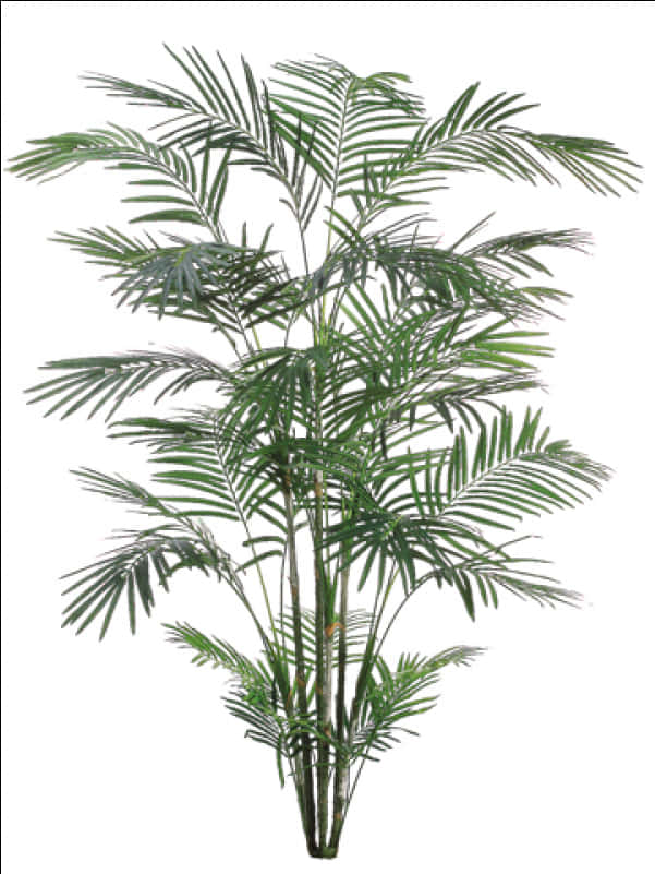 Lush Green Palm Tree PNG