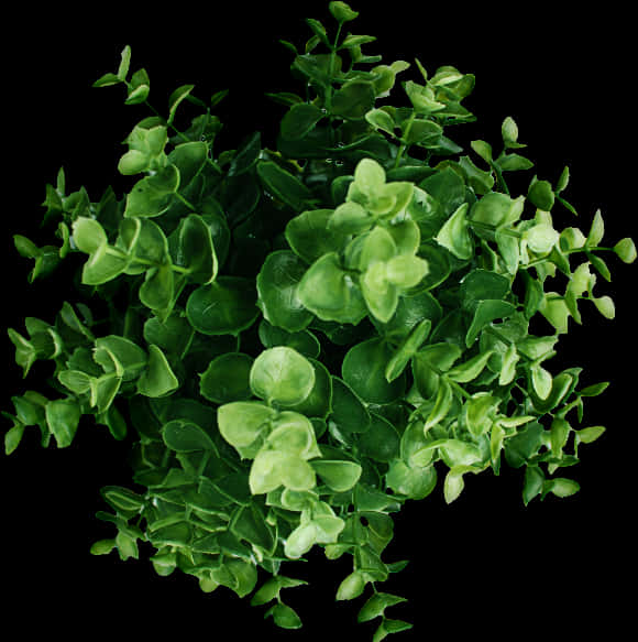 Lush Green Plant Top View PNG