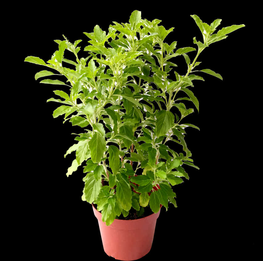 Download Lush Green Potted Plant Black Background | Wallpapers.com