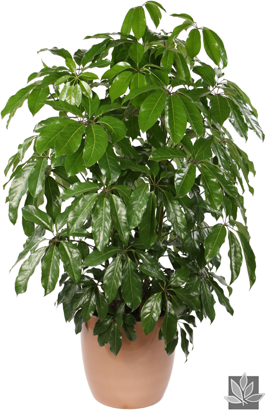 Lush Green Potted Plant PNG