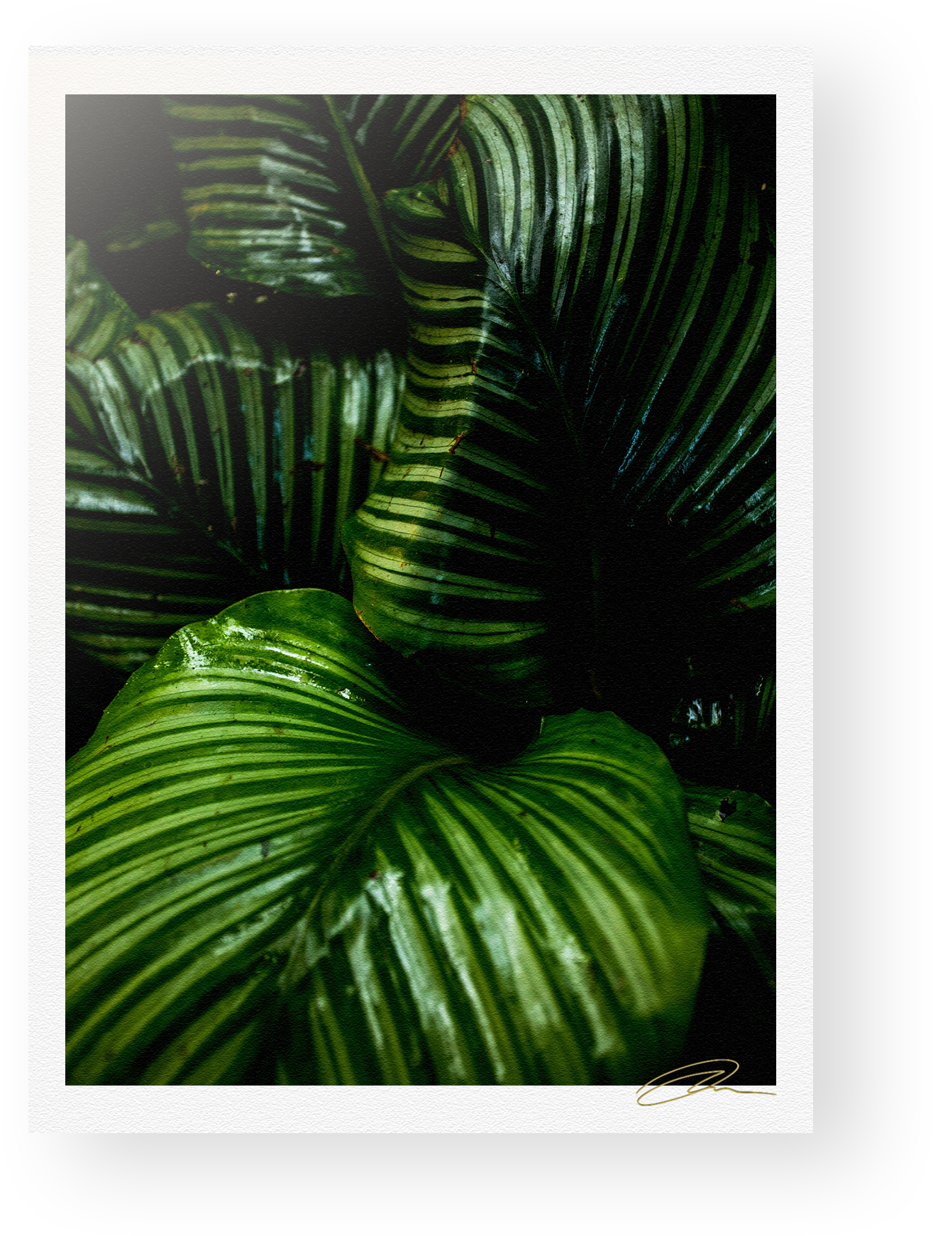 Lush Green Rainforest Foliage PNG