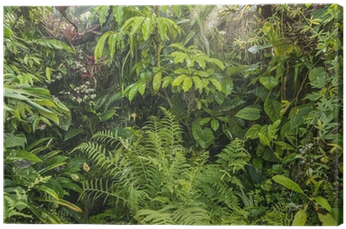Lush Green Rainforest Foliage.jpg PNG