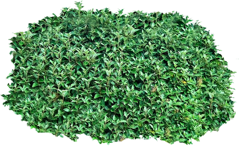 Lush Green Shrub Texture PNG