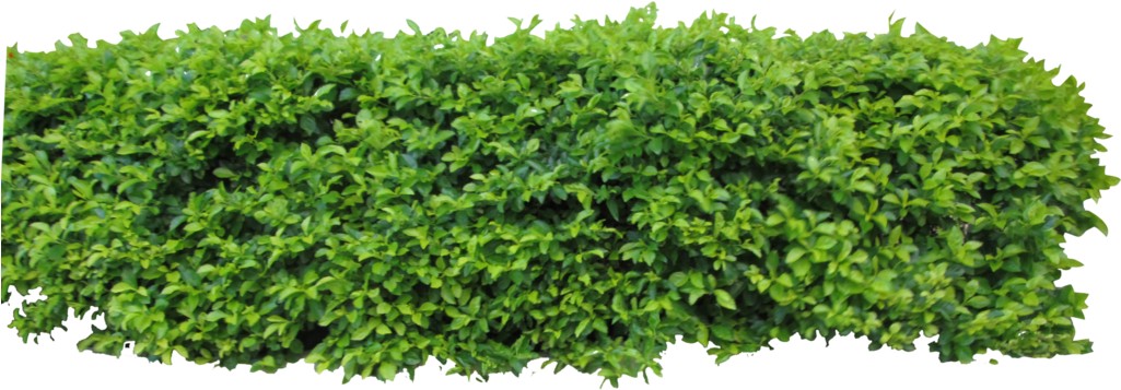 Lush Green Shrubbery Isolated PNG