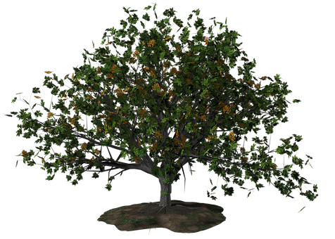 Lush Green Tree Black Background PNG