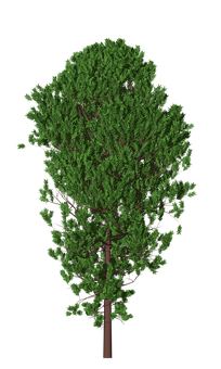 Lush Green Tree Black Background PNG