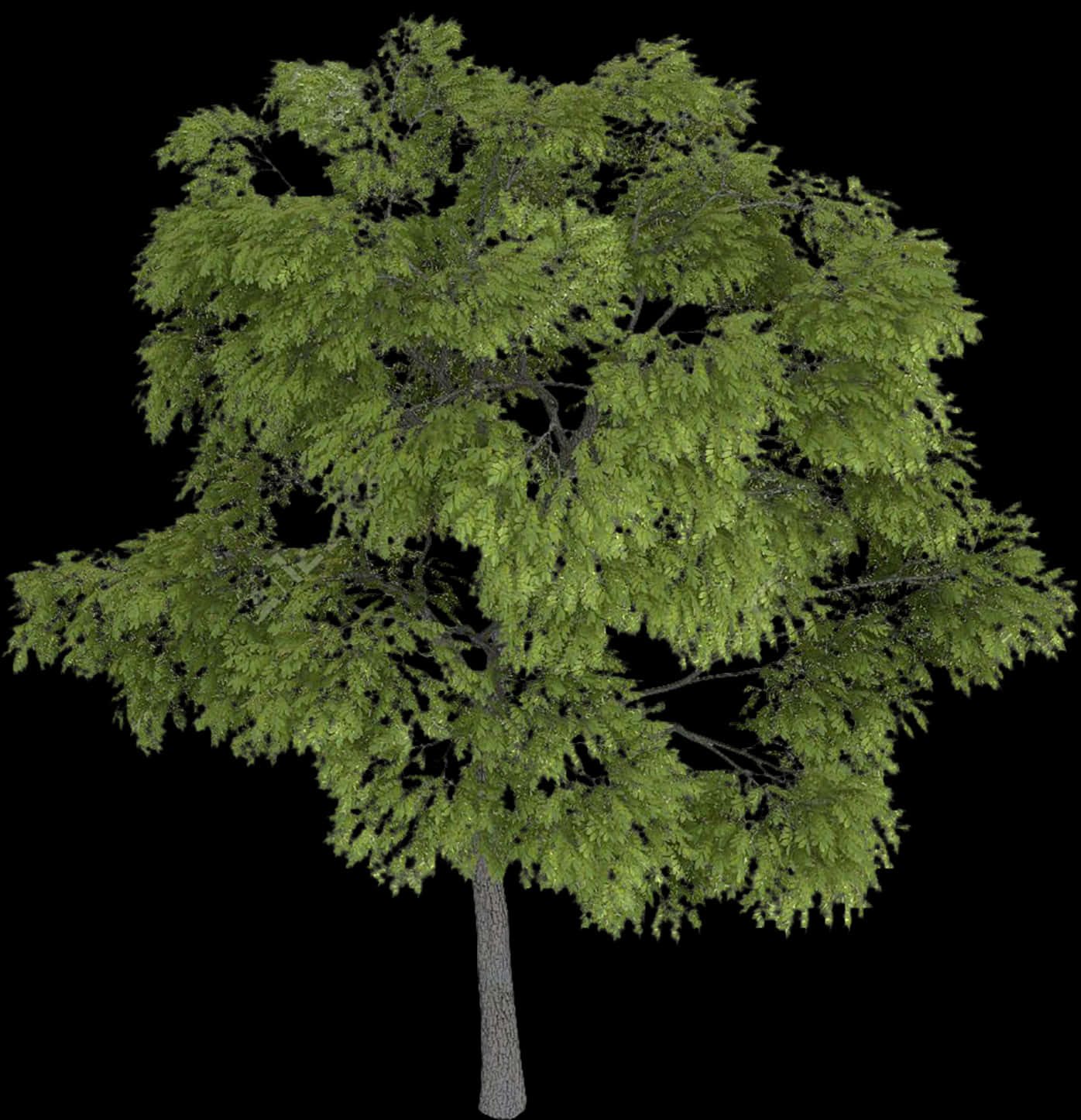 Lush Green Tree Black Background PNG