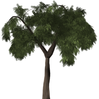 Lush Green Tree Black Background PNG