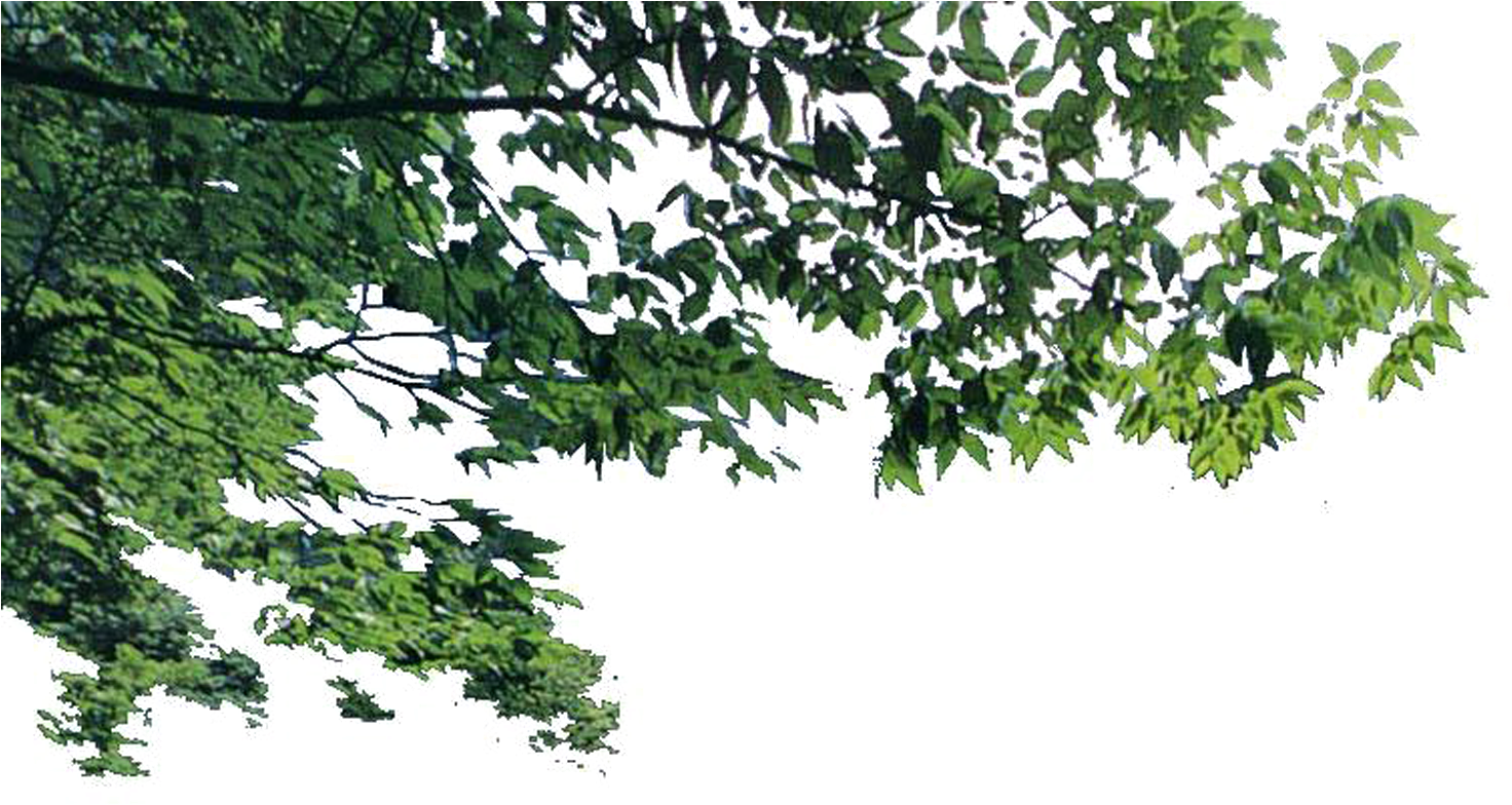 Lush Green Tree Branches.png PNG