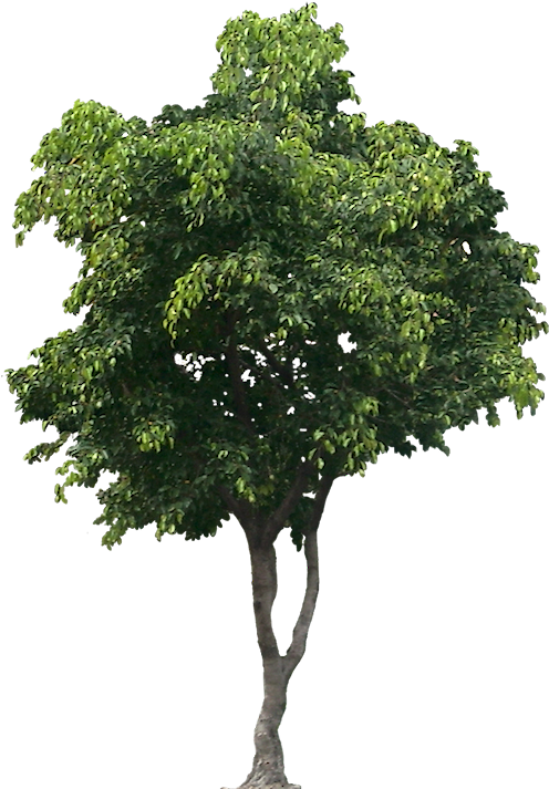 Lush Green Tree Isolated.png PNG