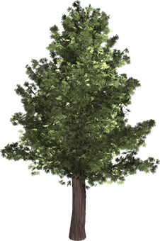 Lush Green Tree Isolatedon Black PNG
