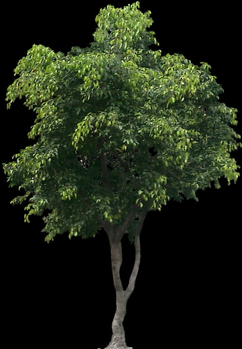 Lush Green Tree Isolatedon Black Background PNG