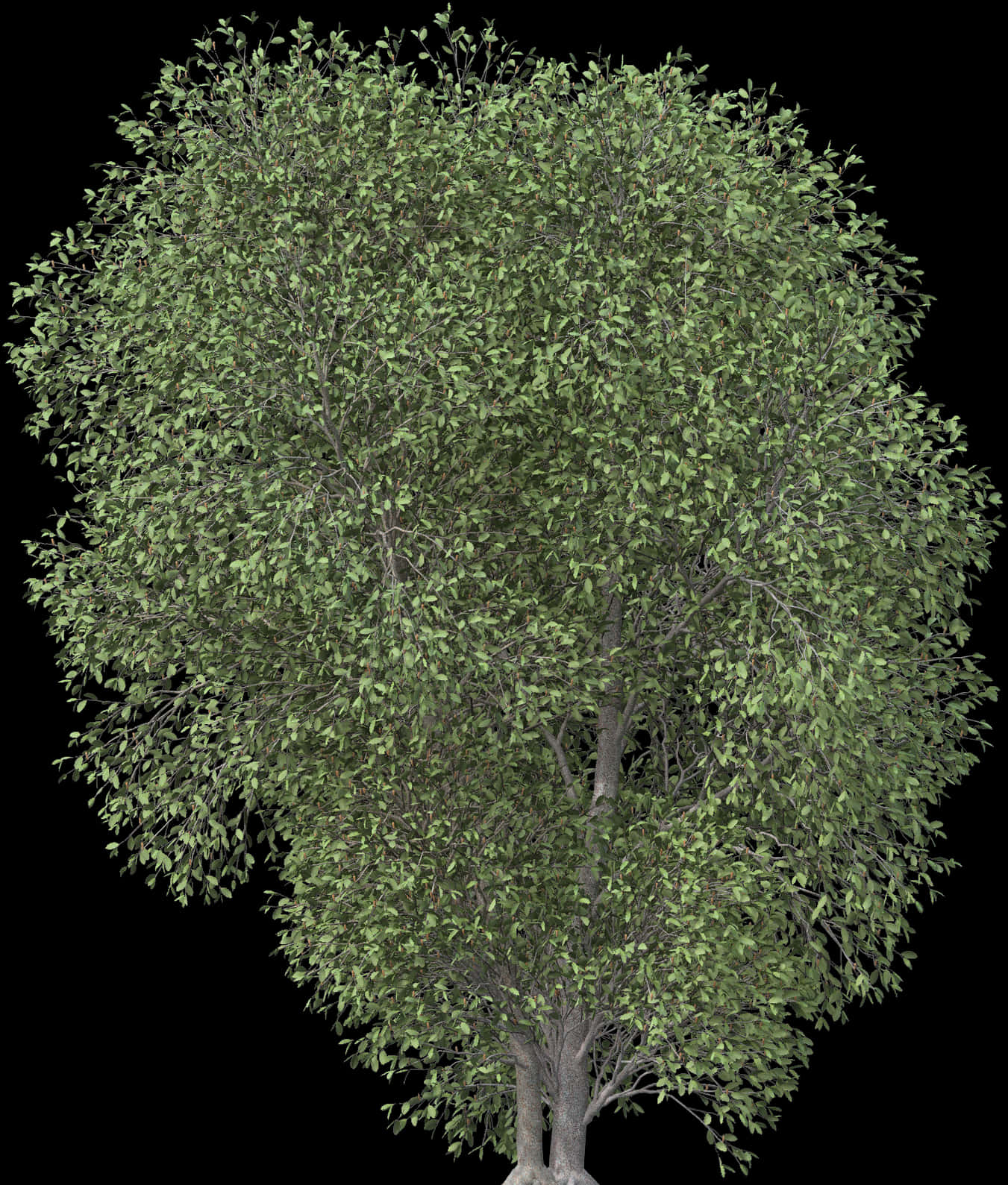 Lush Green Tree Isolatedon Black PNG