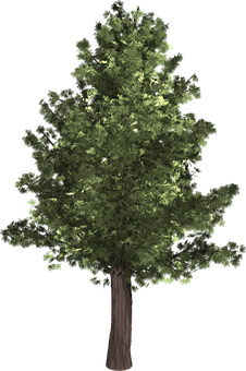 Lush Green Treeon Black Background PNG