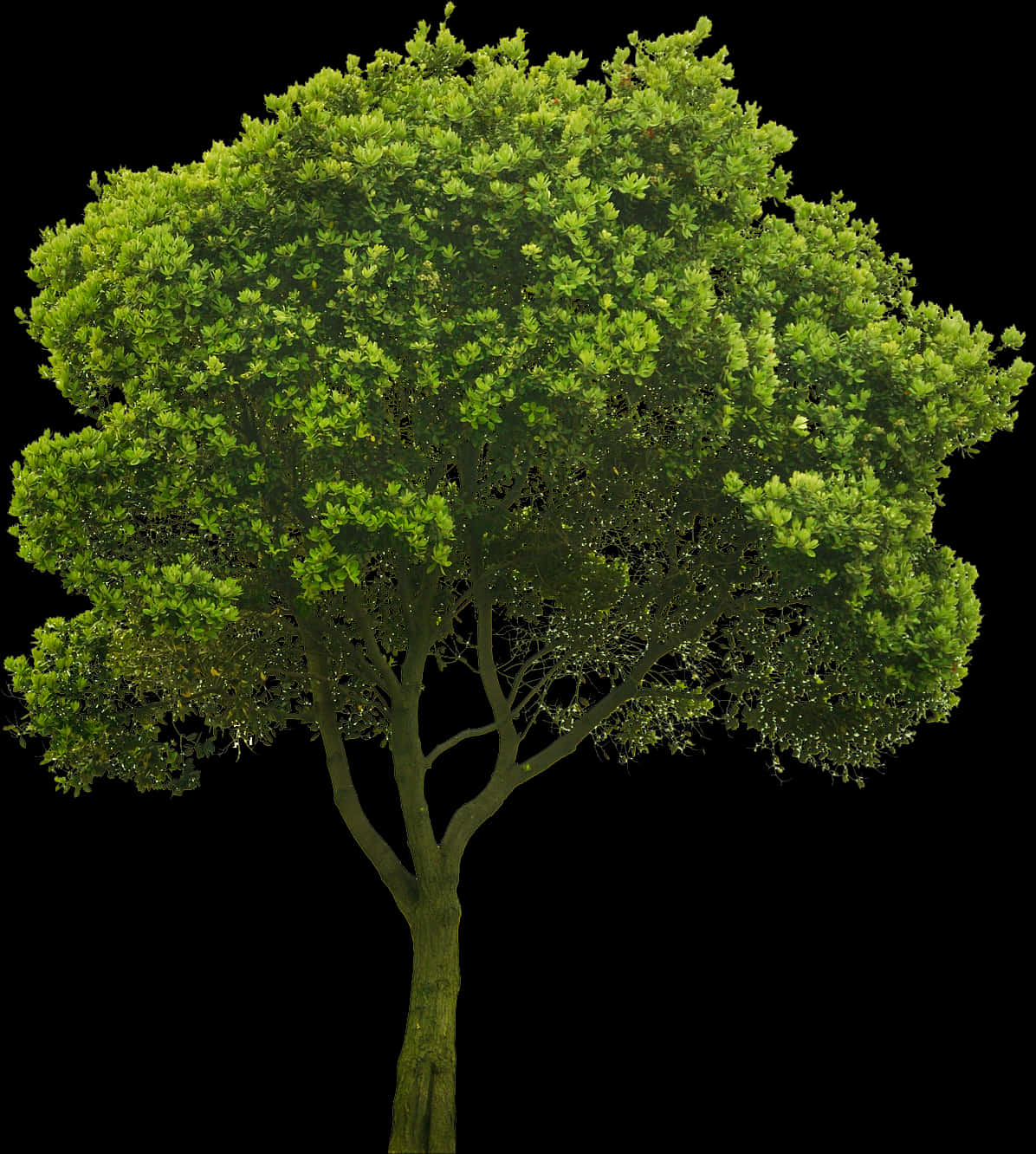 Lush Green Treeon Black Background.jpg PNG