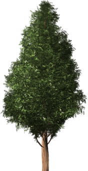 Lush Green Treeon Black Background.jpg PNG