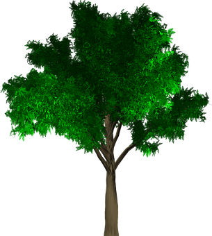 Lush Green Treeon Black Background PNG