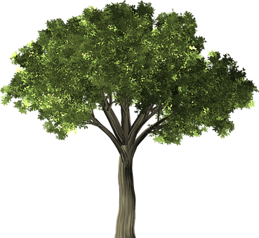 Lush Green Treeon Black Background PNG